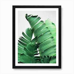 Banana Leaves Art Print