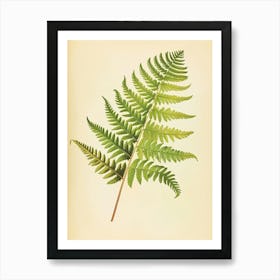 Vintage Illustration Lady Fern 3 Art Print