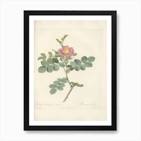 Rose Illustration, Pierre Joseph Redoute, Pierre Joseph Redoute (114) Art Print