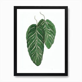 Piggyback Plant (Tolmiea Menziesii) Watercolor Art Print