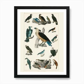 Birds Of Prey Art Print