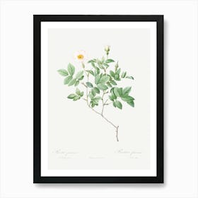 Farinose Rose, Pierre Joseph Redoute Art Print