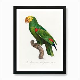 Yellow Crowned Amazon, From Natural History Of Parrots, Francois Levaillant Art Print