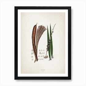 Vintage Martius 6 Euterpe Oleracea Art Print