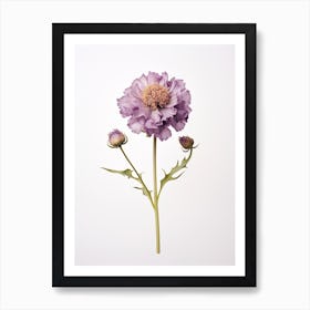 Pressed Flower Botanical Art Scabiosa 1 Art Print