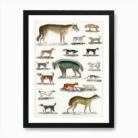 Collection Of Animals In The Canine And Feline Family, Oliver Goldsmith Art Print