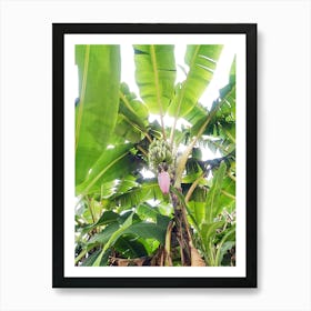 Banana Tree Affiche