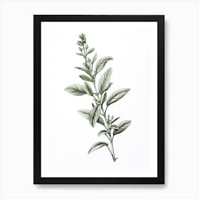 Stevia Vintage Botanical Herbs 0 Art Print