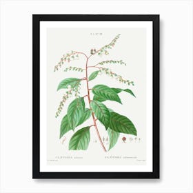 Lily Of The Valley Tree, Pierre Joseph Redoute Art Print