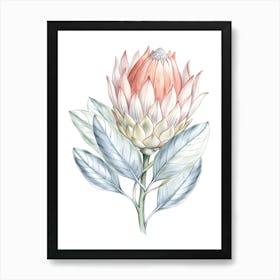 Watercolor Protea Flower Art Print