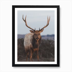 Bull Elk At Dusk Art Print