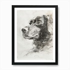 Curly Coated Retriever Dog Charcoal Line 1 Art Print