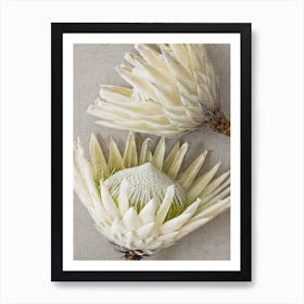 White Proteas Art Print
