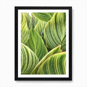 Leaves Striped Pattern Texture Poster