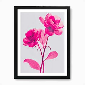 Hot Pink Camellia 2 Art Print