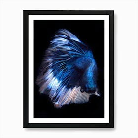 Siamese Betta Fish 4 Fine Art Print Art Print