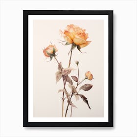 Pressed Flower Botanical Art Rose 2 Art Print