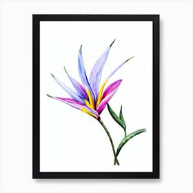 Bird Of Paradise 2  Watercolour Flower Art Print