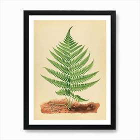 Vintage Illustration Button Fern 3 Art Print