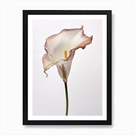 Pressed Flower Botanical Art Calla Lily 1 Art Print