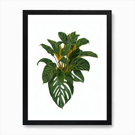 Prayer Plant (Maranta Leuconeura) Watercolor Art Print