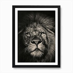 Barbary Lion Charcoal Drawing Symbolic Imagery 3 Art Print