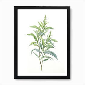 Lemon Verbena Vintage Botanical Herbs 1 Art Print