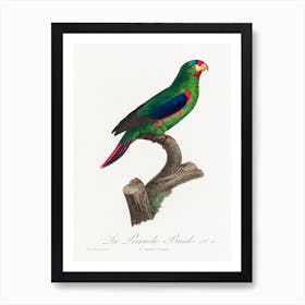 The Swift Parrot From Natural History Of Parrots, Francois Levaillant 1 Art Print
