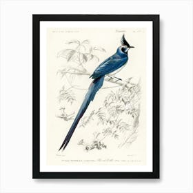 Black Throated Magpie Jay (Pica Colliei), Charles Dessalines D'Orbigny Affiche