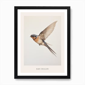 Vintage Bird Drawing Barn Swallow Poster Art Print