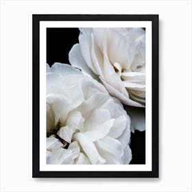 White Roses Art Print