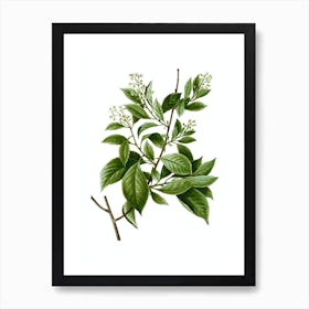 Vintage American Bittersweet Botanical Illustration on Pure White n.0498 Art Print