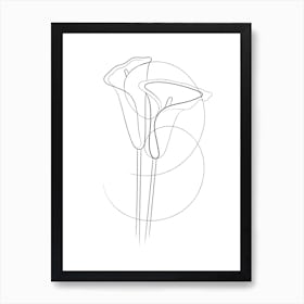 Calla Lillies Art Print