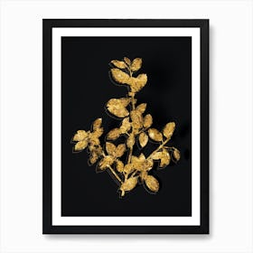 Vintage Italian Buckthorn Botanical in Gold on Black n.0347 Art Print