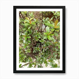 Bush With Green Leaves Art Print