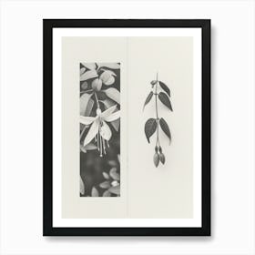 Fuchsia Flower Photo Collage 2 Art Print