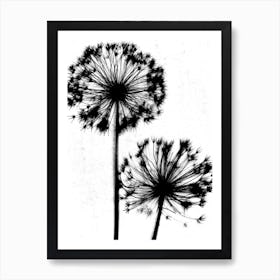 White black Dandelion Art Print