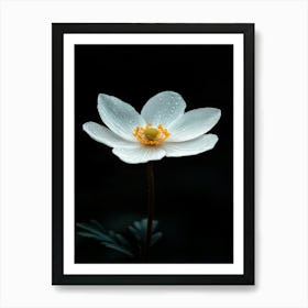 White Anemone Flower 9 Art Print