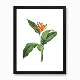 Vintage Lobster Claws Botanical Illustration on Pure White n.0388 Art Print