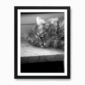 Cat Portrait | Black and White Animal Photography Art Print