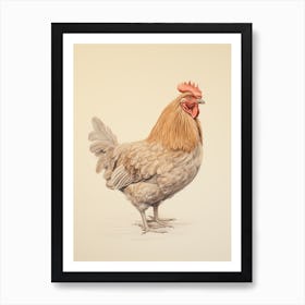 Vintage Bird Drawing Chicken 1 Art Print