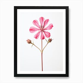 Pressed Wildflower Botanical Art Fire Pink Silene Virginica Flower 1 Art Print