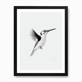 Woodpecker B&W Pencil Drawing 2 Bird Art Print