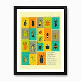 Common Beetles Of North America Art Print