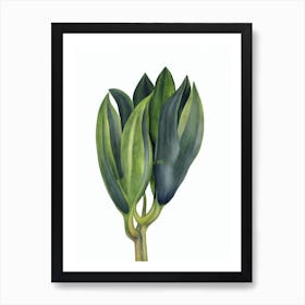 Pineapple Lily (Eucomis Comosa) Watercolor Art Print