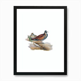 Vintage Harlequin Bronze Wing Pigeon Bird Illustration on Pure White n.0465 Art Print