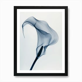 Calla Lily 1 Art Print