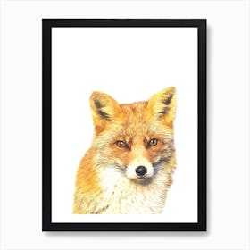 Red Fox Art Print