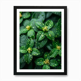 Raindrops On Green Leaves Art Print