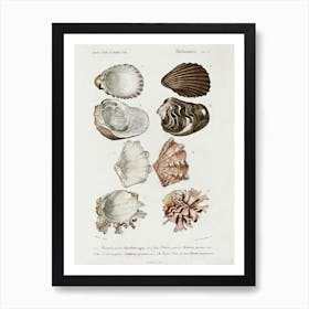 Different Types Of Mollusks, Charles Dessalines D'Orbigny 3 Art Print